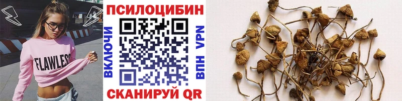 блэк спрут вход  Кубинка  Псилоцибиновые грибы Psilocybe  где найти наркотики 